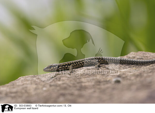 Mauereidechse / European wall lizard / SO-03883