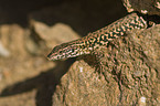 wall lizard