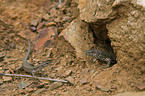 wall lizards