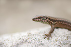 common wall lizard