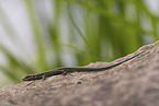 European wall lizard