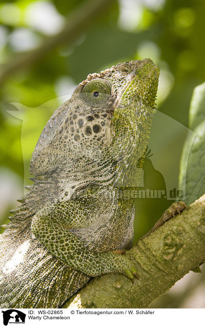 Warzenchamleon / Warty Chameleon / WS-02865