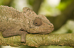 Warty Chameleon