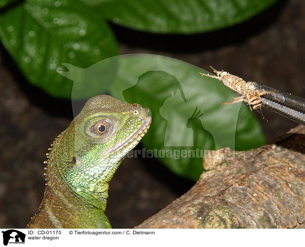 Wasseragame / water dragon / CD-01170