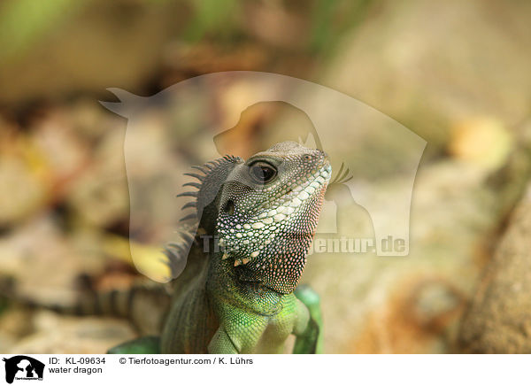 water dragon / KL-09634