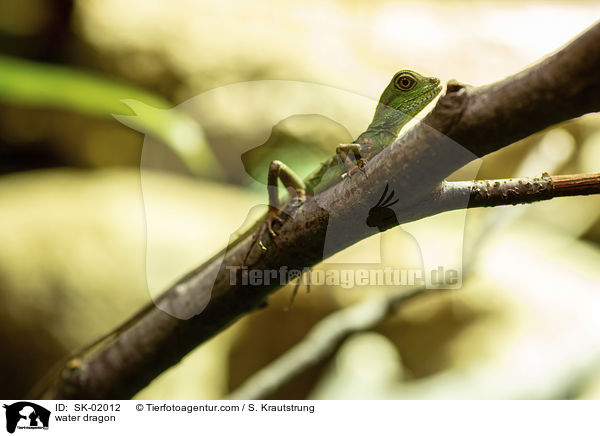 Wasseragame / water dragon / SK-02012