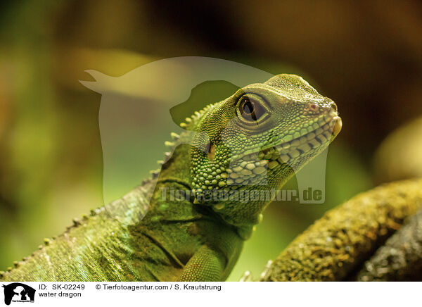 Wasseragame / water dragon / SK-02249