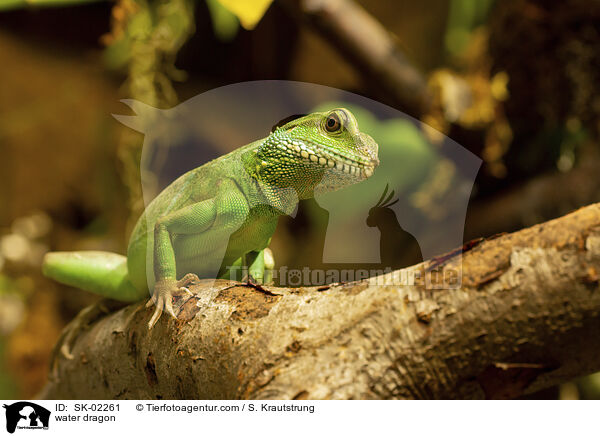 Wasseragame / water dragon / SK-02261