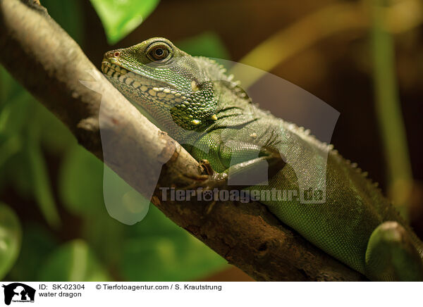 Wasseragame / water dragon / SK-02304