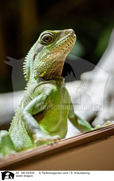 Wasseragame / water dragon / SK-02535