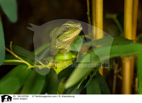 Wasseragame / water dragon / SK-02536