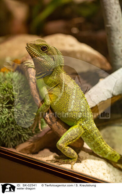 Wasseragame / water dragon / SK-02541