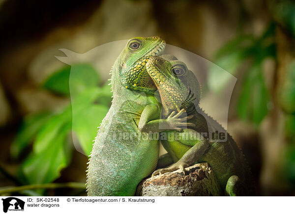 water dragons / SK-02548