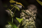 water dragon