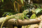 2 water dragons