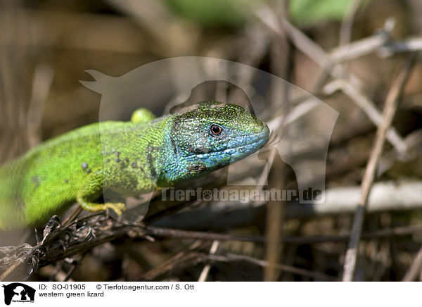 western green lizard / SO-01905