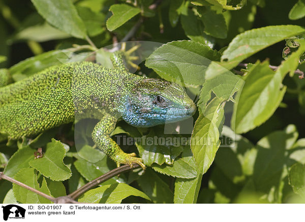 westliche Smaragdeidechse / western green lizard / SO-01907