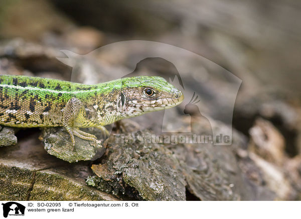western green lizard / SO-02095