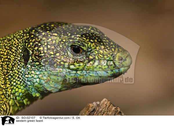 westliche Smaragdeidechse / western green lizard / SO-02107