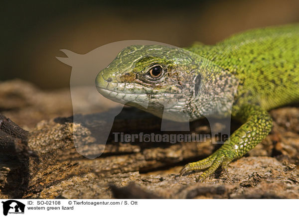 western green lizard / SO-02108