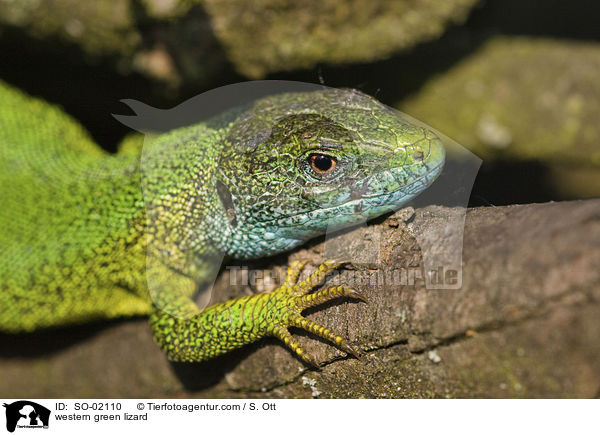 western green lizard / SO-02110