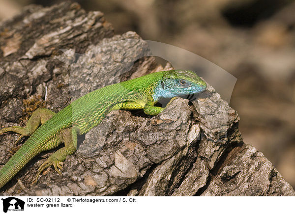 westliche Smaragdeidechse / western green lizard / SO-02112