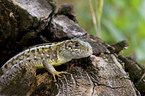 western green lizard