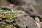 western green lizard