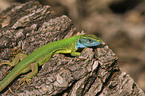 western green lizard