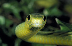 Green mamba