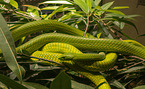 Hallowell's green mamba