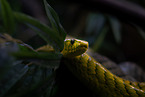 Hallowell's green mamba