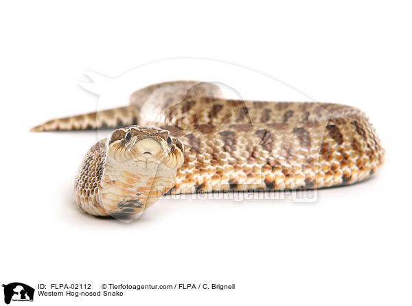 Westliche Hakennasennatter / Western Hog-nosed Snake / FLPA-02112