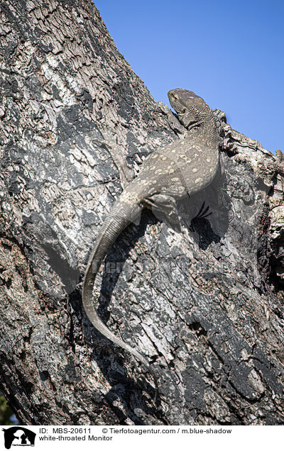 white-throated Monitor / MBS-20611