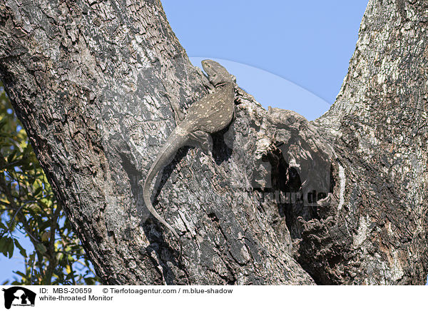 Weikehlwaran / white-throated Monitor / MBS-20659