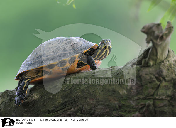 Gelbwangen-Schmuckschildkrte / cooter turtle / DV-01878