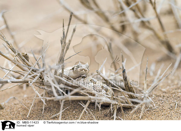 horned viper / MBS-11423