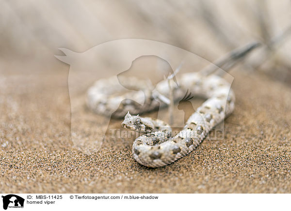 Gehrnte Puffotter / horned viper / MBS-11425