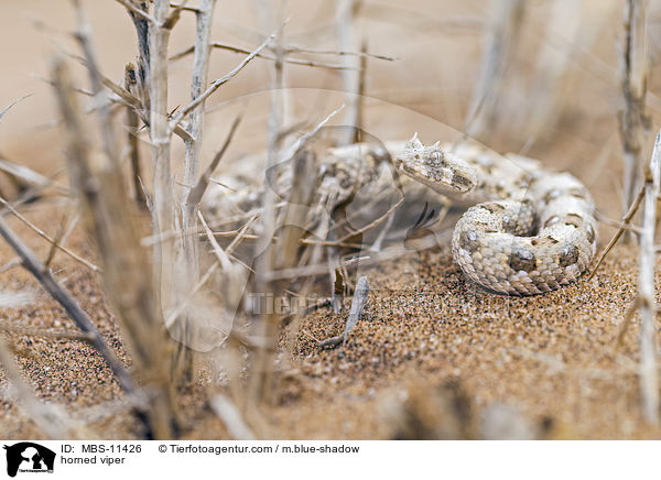 Gehrnte Puffotter / horned viper / MBS-11426