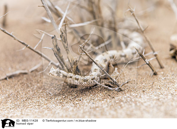 Gehrnte Puffotter / horned viper / MBS-11428