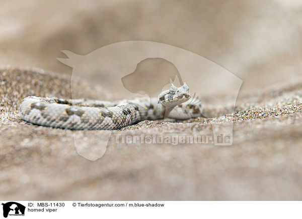 Gehrnte Puffotter / horned viper / MBS-11430