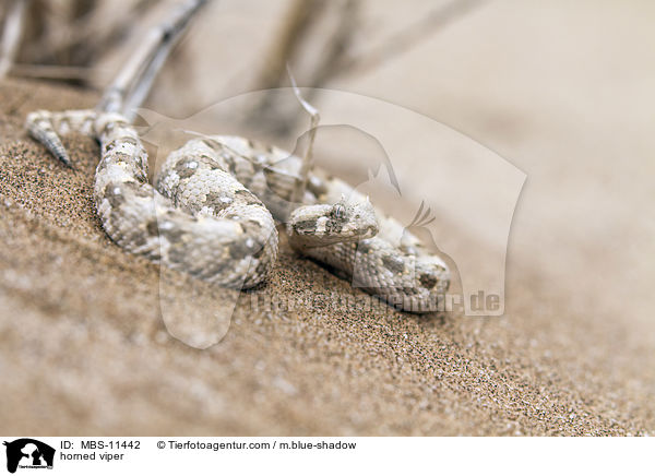 Gehrnte Puffotter / horned viper / MBS-11442