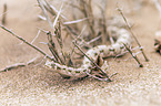 horned viper