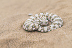 horned viper