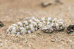 horned viper