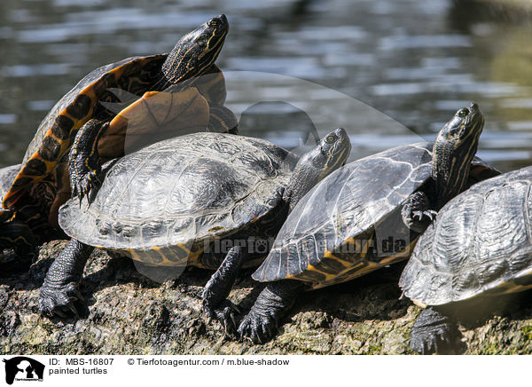 Zierschildkrten / painted turtles / MBS-16807