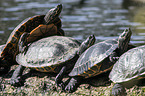 painted turtles