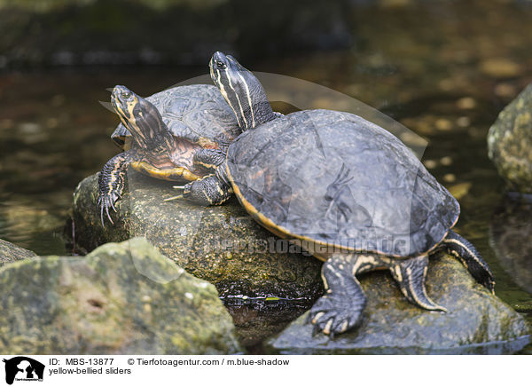 Gelbbauch-Schmuckschildkrten / yellow-bellied sliders / MBS-13877