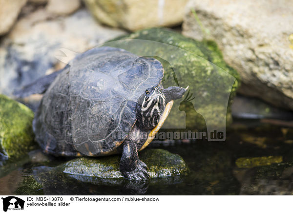 yellow-bellied slider / MBS-13878