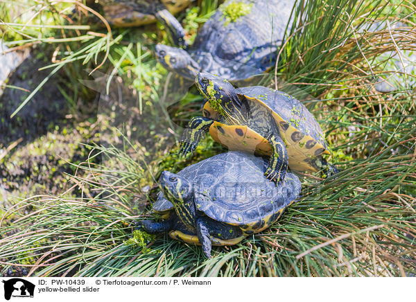 Gelbbauch-Schmuckschildkrte / yellow-bellied slider / PW-10439